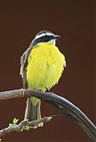 Rusty-margined Flycatcher